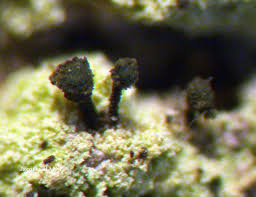 Attēlu rezultāti vaicājumam “Microcalicium disseminatum”