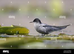 Attēlu rezultāti vaicājumam “Chlidonias niger”