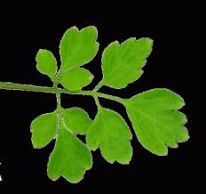 Attēlu rezultāti vaicājumam “Corydalis intermedia leaf”