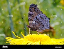 Attēlu rezultāti vaicājumam “Inachis io underside”