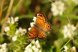 Attēlu rezultāti vaicājumam “Lasiommata megera”