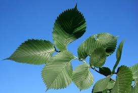 Attēlu rezultāti vaicājumam “Ulmus laevis leaf”