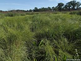 Attēlu rezultāti vaicājumam “Carex atherodes”