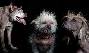 Image result for ugliest dog