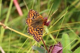 Attēlu rezultāti vaicājumam “Boloria aquilonaris upperside”