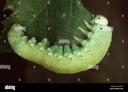 Attēlu rezultāti vaicājumam “Cimbex femoratus larva”