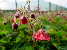 Attēlu rezultāti vaicājumam “Geum rivale leaf”