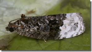 Attēlu rezultāti vaicājumam “Apotomis betuletana”