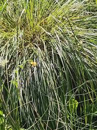 Attēlu rezultāti vaicājumam “Carex loliacea leaf”