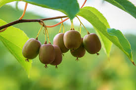Attēlu rezultāti vaicājumam “Actinidia kolomikta fruit”