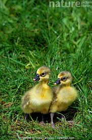 Attēlu rezultāti vaicājumam “Anser anser juvenile”