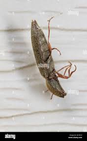 Attēlu rezultāti vaicājumam “Melanotus sp.”