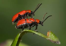 Attēlu rezultāti vaicājumam “Lilioceris lilii”