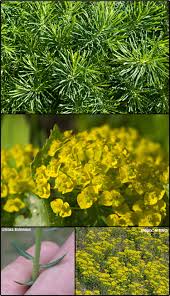 Attēlu rezultāti vaicājumam “Euphorbia cyparissias flower”