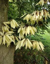 Attēlu rezultāti vaicājumam “Castanea sativa”