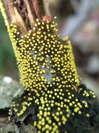 Attēlu rezultāti vaicājumam “Physarum viride macro”