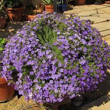 Image result for Nierembergia