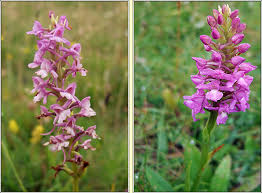 Attēlu rezultāti vaicājumam “Gymnadenia conopsea flower”