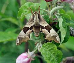 Attēlu rezultāti vaicājumam “Mimas tiliae”