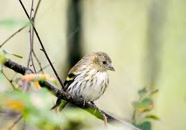 Attēlu rezultāti vaicājumam “Carduelis spinus”