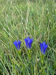 Attēlu rezultāti vaicājumam “Gentiana pneumonanthe flower”