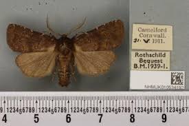 Attēlu rezultāti vaicājumam “Rusina ferruginea”