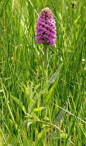 Attēlu rezultāti vaicājumam “Dactylorhiza ochroleuca bud”