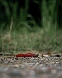 Attēlu rezultāti vaicājumam “Arion lusitanicus”