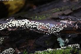 Attēlu rezultāti vaicājumam “Lamproderma nigrescens”