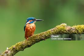 Attēlu rezultāti vaicājumam “Alcedo atthis”