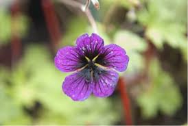 Image result for Geranium `Sandrine`