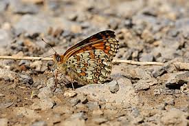 Attēlu rezultāti vaicājumam “Melitaea phoebe upperside”
