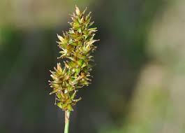 Attēlu rezultāti vaicājumam “Carex diandra”