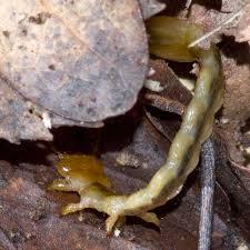 Attēlu rezultāti vaicājumam “Pyrochroidae larva”