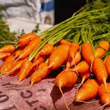 Attēlu rezultāti vaicājumam “Daucus sativus”