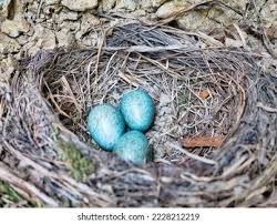 Attēlu rezultāti vaicājumam “Turdus merula eggs”