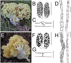 Attēlu rezultāti vaicājumam “Ramaria flava”