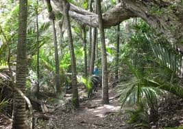 Image result for new chums beach