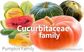 Attēlu rezultāti vaicājumam “Cucurbitaceae”