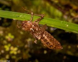 Attēlu rezultāti vaicājumam “Libellula quadrimaculata exuvia”