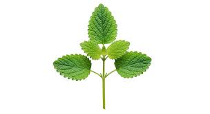 Attēlu rezultāti vaicājumam “Labiatae”