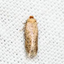 Attēlu rezultāti vaicājumam “Agonopterix hypericella”