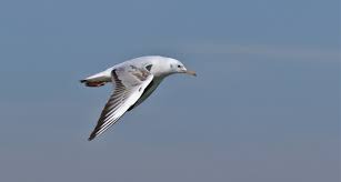 Image result for Chroicocephalus genei