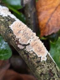 Attēlu rezultāti vaicājumam “Cystostereum murrayi”