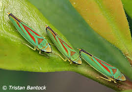 Attēlu rezultāti vaicājumam “Auchenorrhyncha”