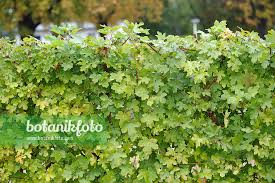 Attēlu rezultāti vaicājumam “Acer campestre flower”