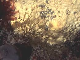 Attēlu rezultāti vaicājumam “Cribraria costata”