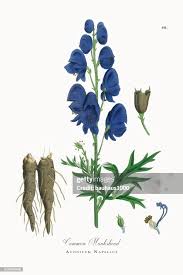 Image result for Aconitum napellus