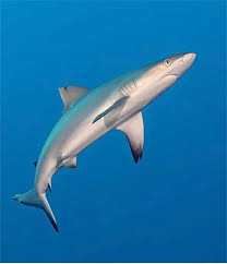 Image result for Carcharhinus amblyrhynchos
