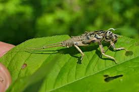 Attēlu rezultāti vaicājumam “Tenthredo scrophulariae exuvia”